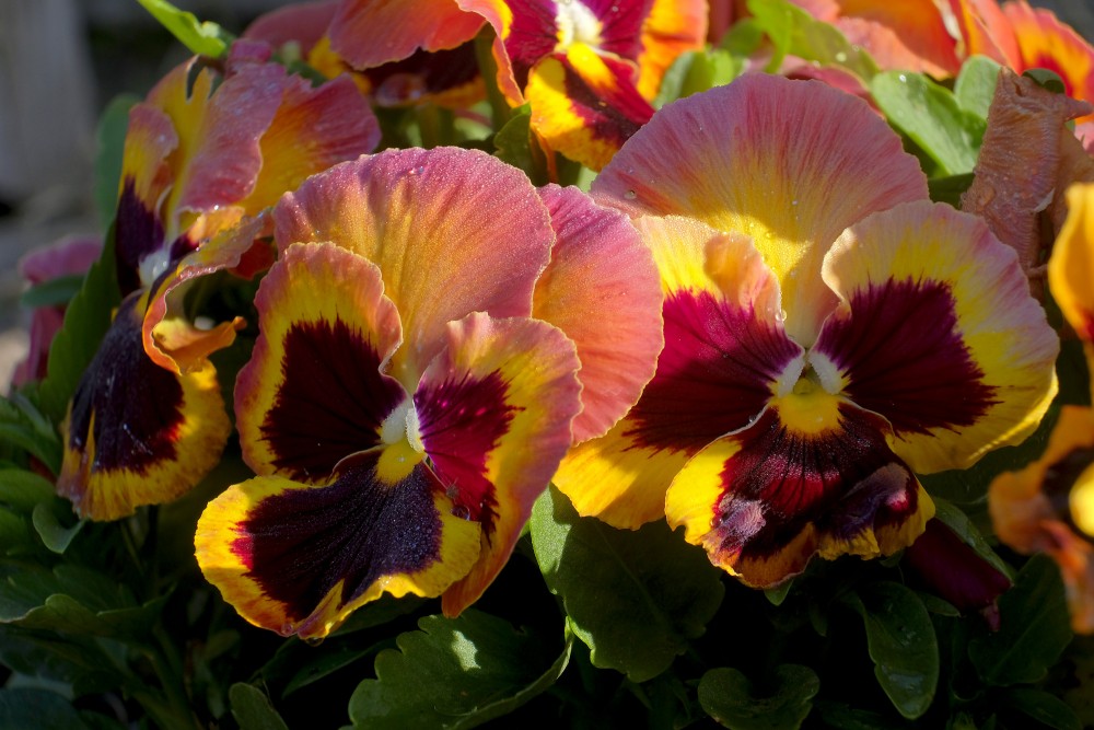 Pansy
