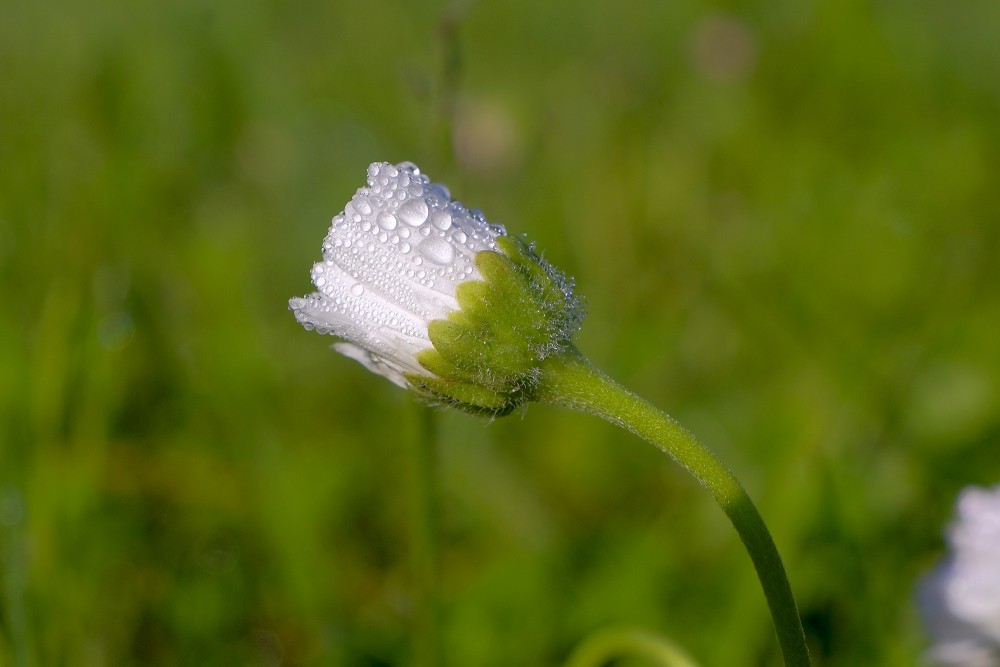 Aprasojis mārpuķītes zieds