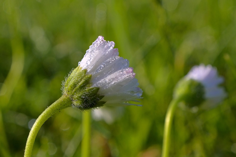 Aprasojis mārpuķītes zieds Aprasojis mārpuķītes zieds