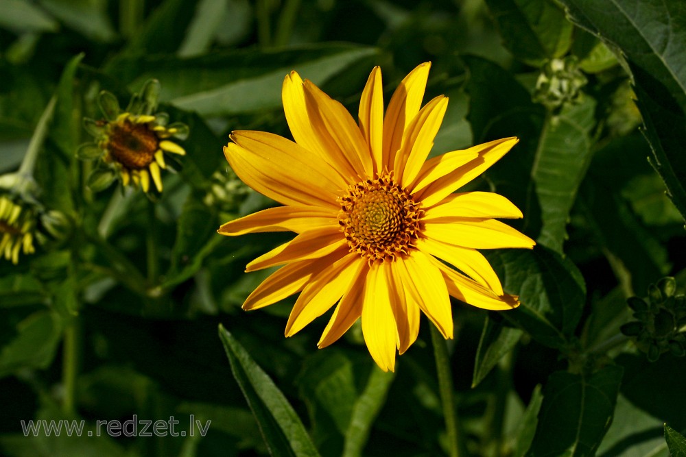 Rudbekija