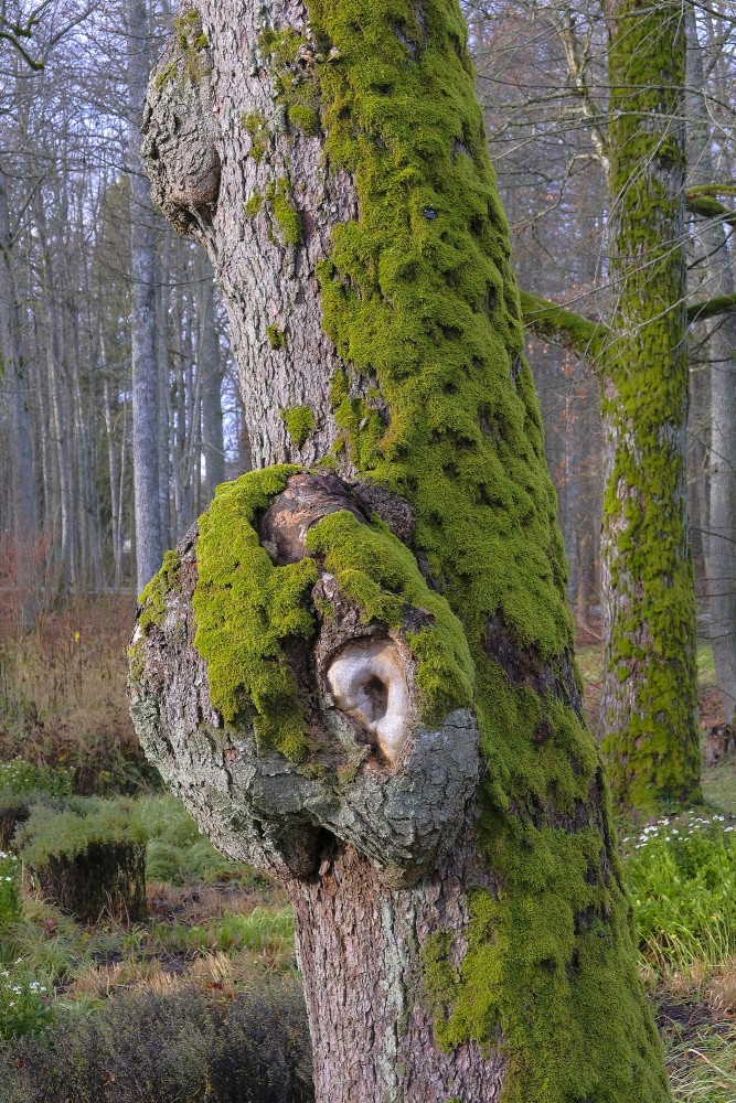 Burl on a Tree Trunk, Moss