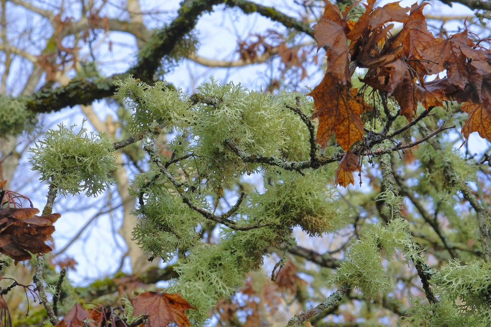 Evernia prunastri (Oakmoss)