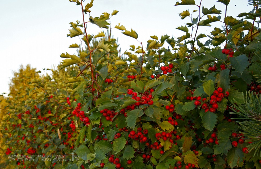 Vilkābele jeb krustābele (Crataegus)