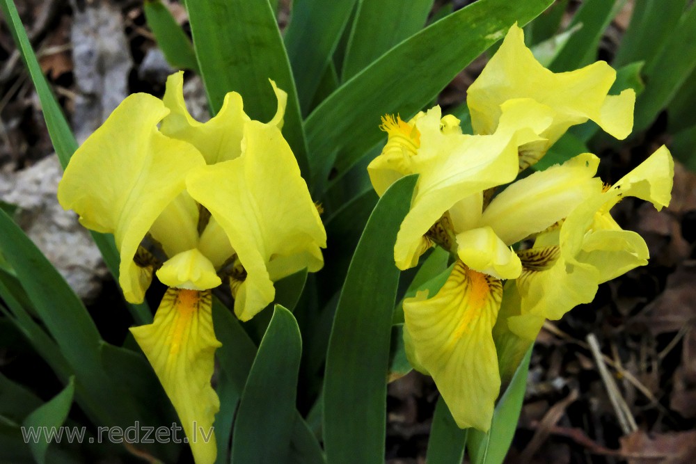 Citrine Yellow Irises