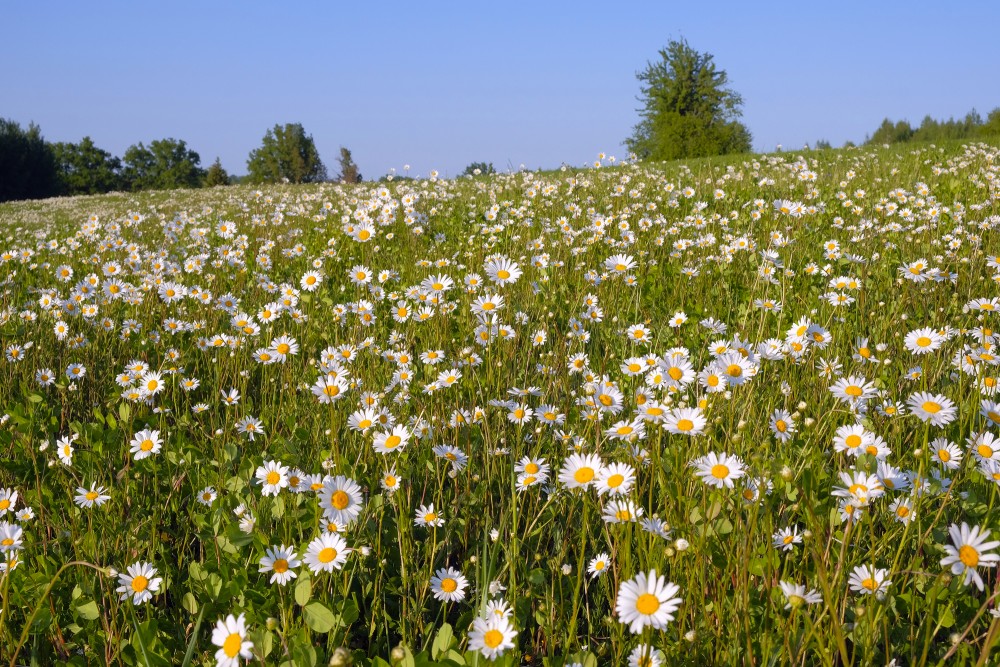 A Meadow with a Flowering Oxeye Daisy