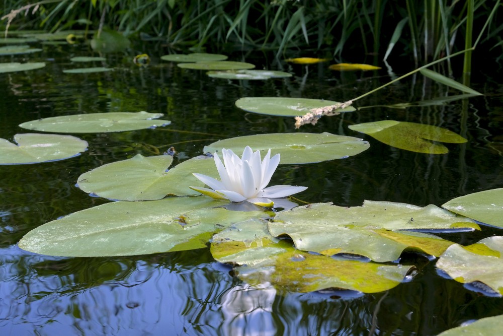 White Waterlily