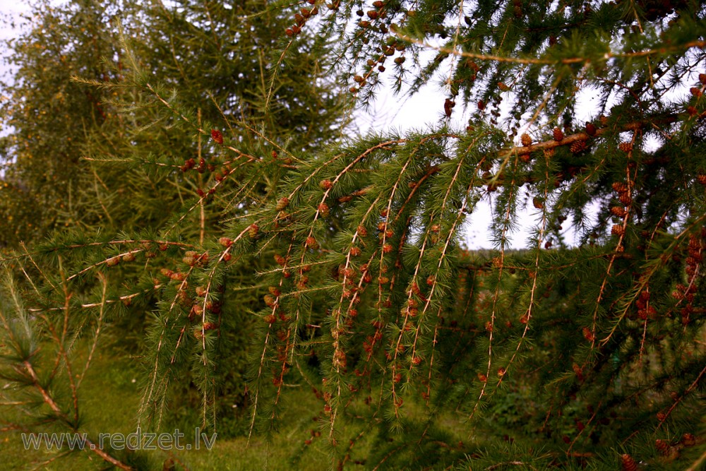 Lapegle (Larix)