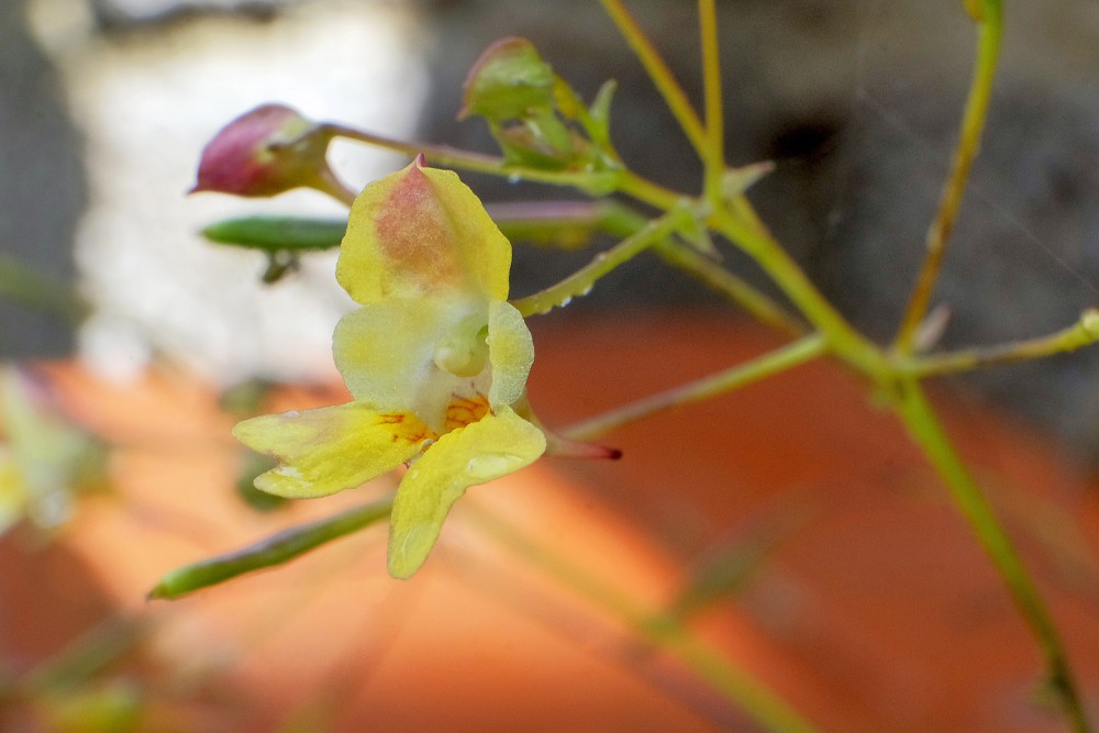 Sīkziedu sprigane Sīkziedu sprigane