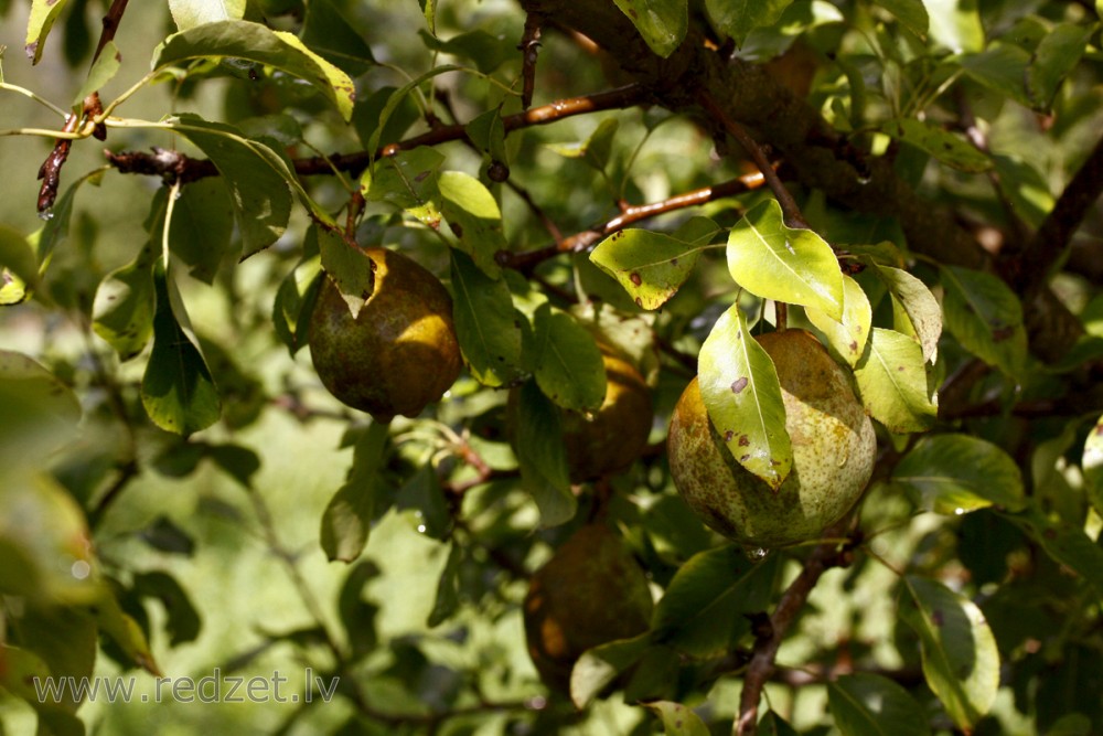 European Pear branch with fruit