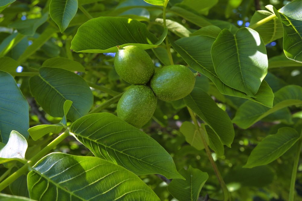 Common Walnut Fruits