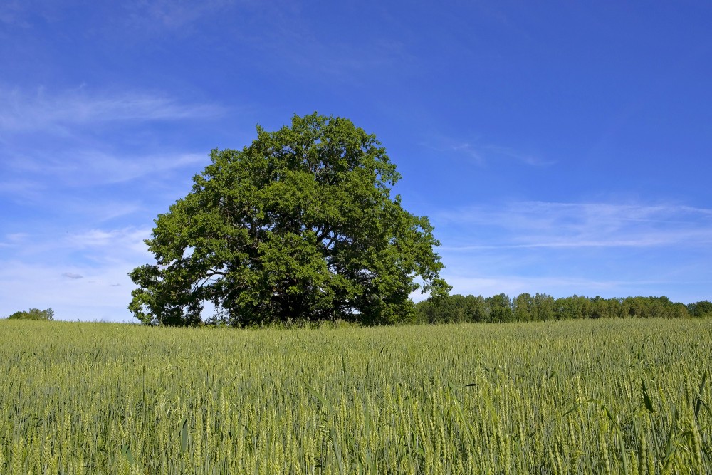 Ozols kviešu laukā