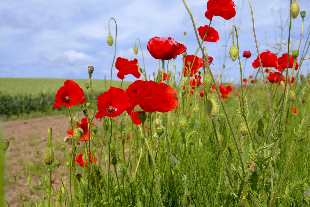 Blooming Poppies