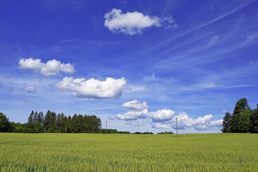 Wheat Field And Cumulus Cloud
