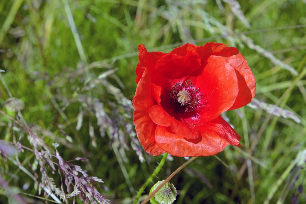 Poppy Flower