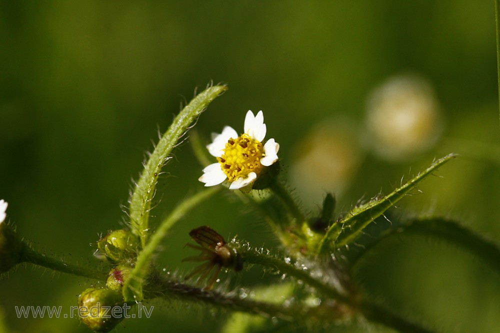 Sīkziedu sīkgalvīte (Galinsoga parviflora)