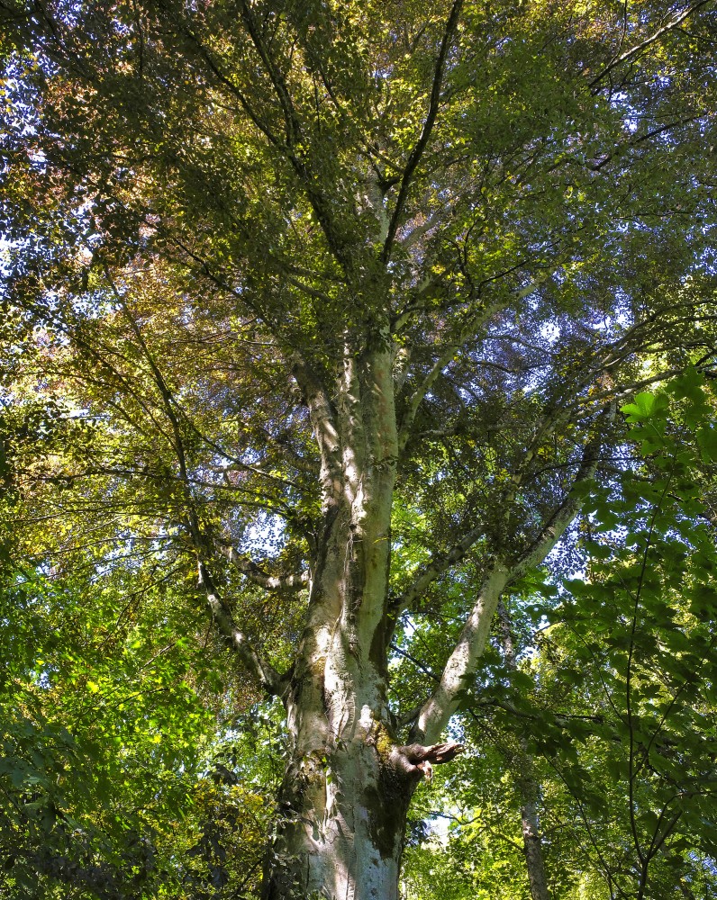 Common beech
