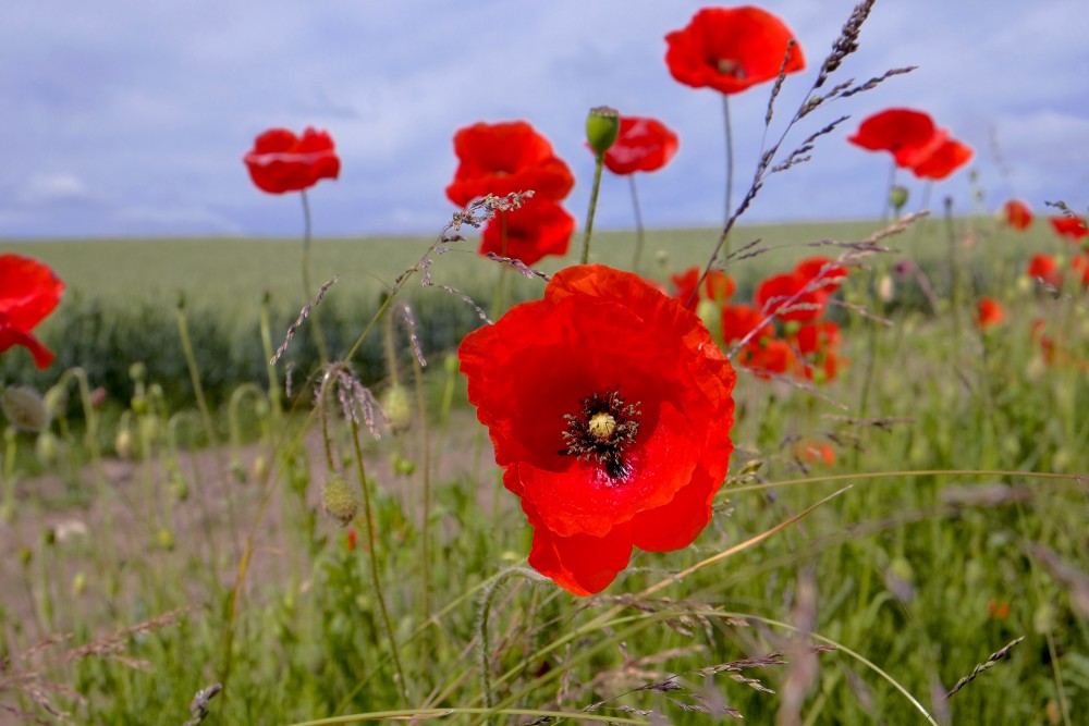 Blooming Poppies