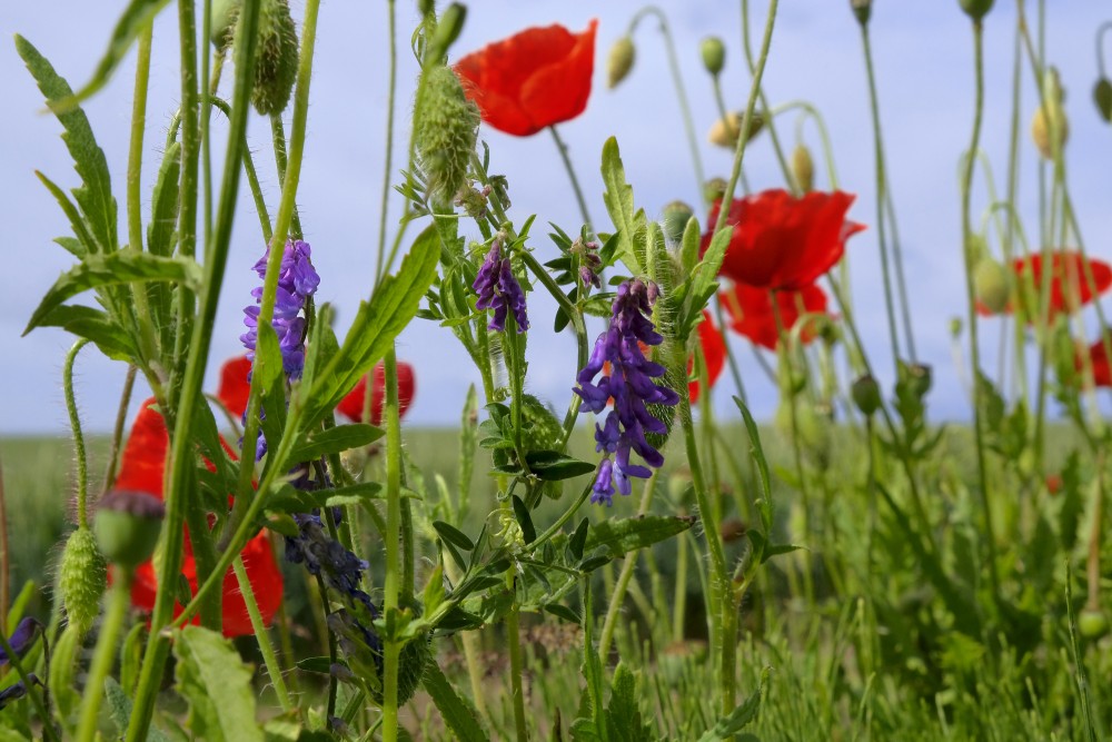 Vetch among the poppies