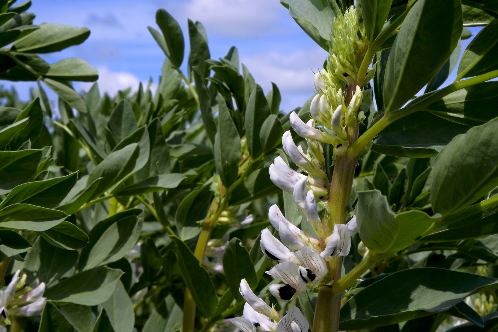 Lauka pupas tuvplāns