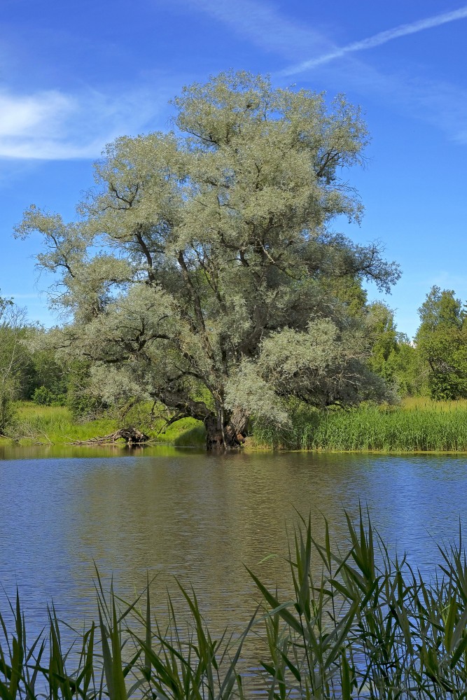 Baltais vītols - Salix alba 'Sericea'