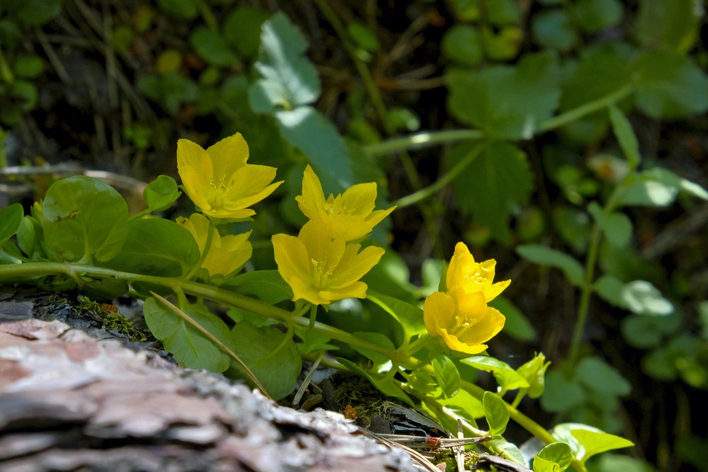 Lysimachia nummularia (Twopenny grass)