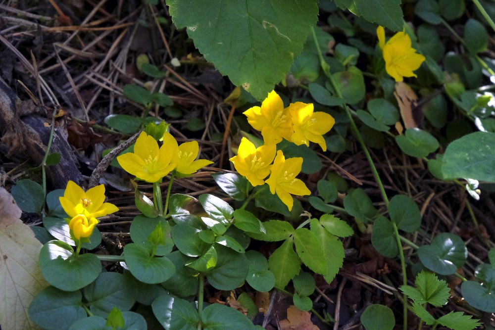 Moneywort, Creeping jenny, Herb twopence