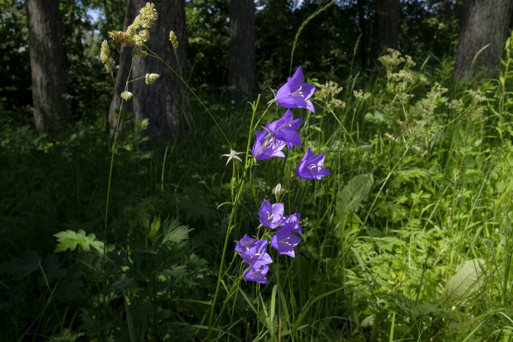 Dižā pulkstenīte (Campanula persicifolia)