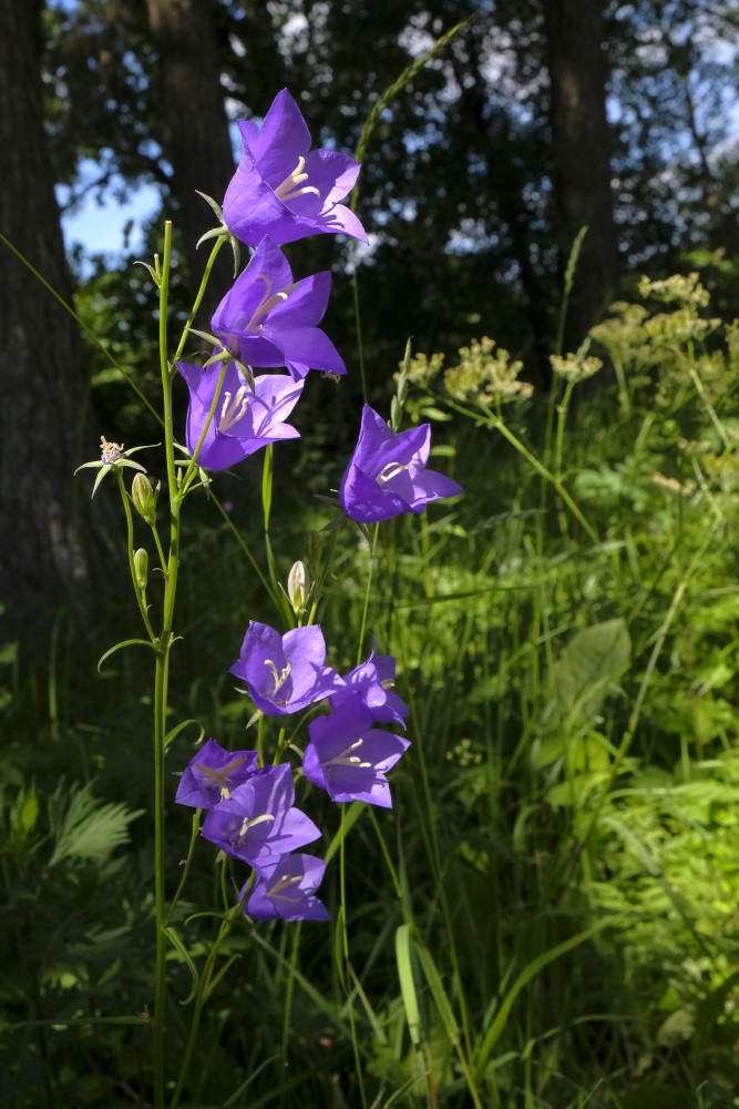 Peach-leaved Bellflower