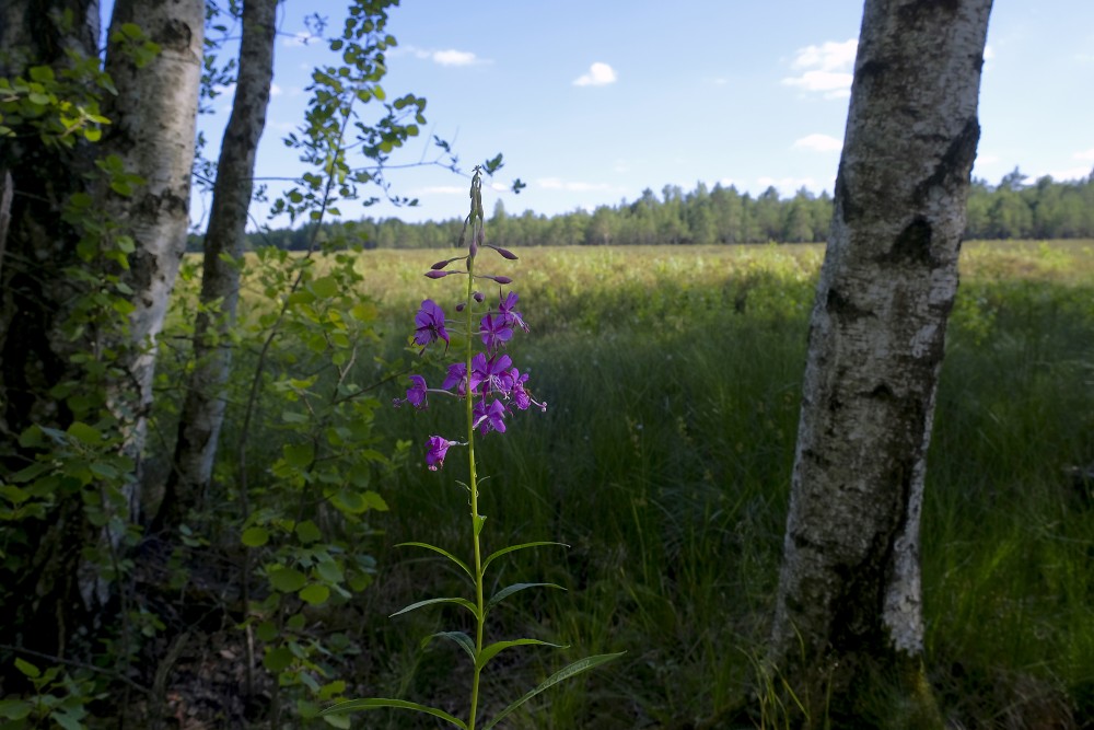 Fireweed