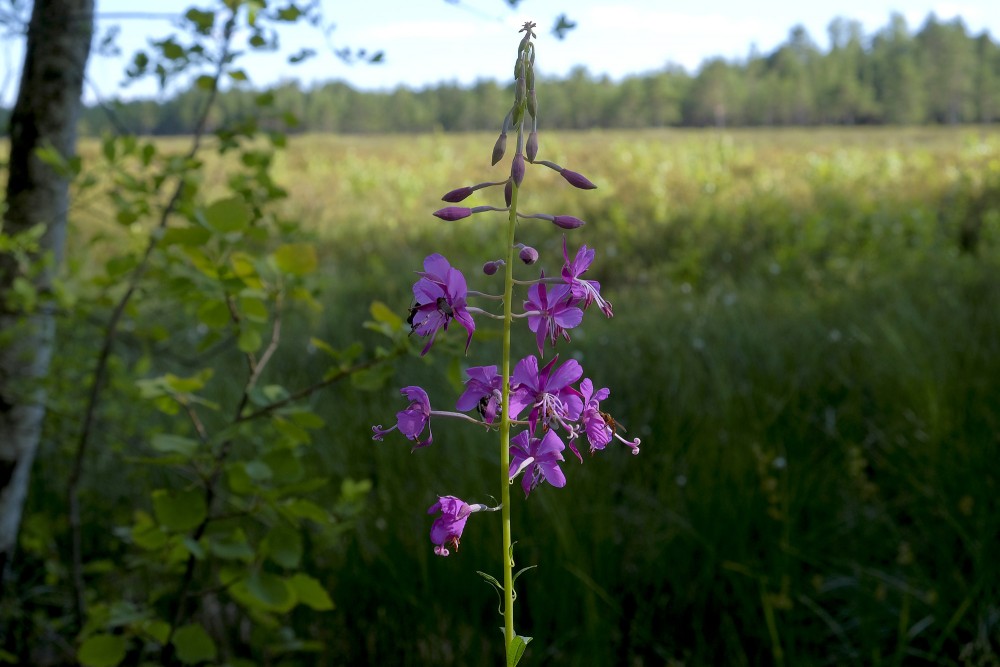 Šaurlapu ugunspuķe (Chamaenerion angustifolium)