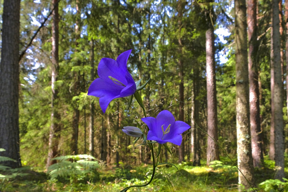 Dižā pulkstenīte meža fonā