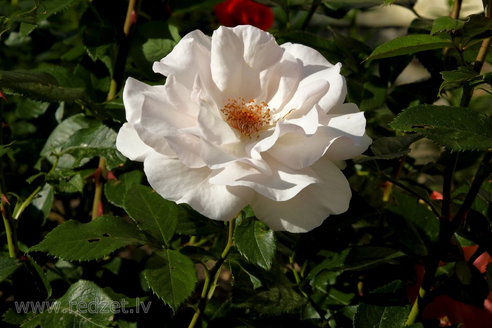 Rose Flower