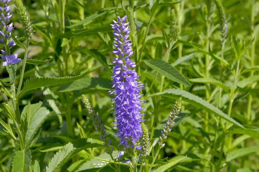 Garden speedwell