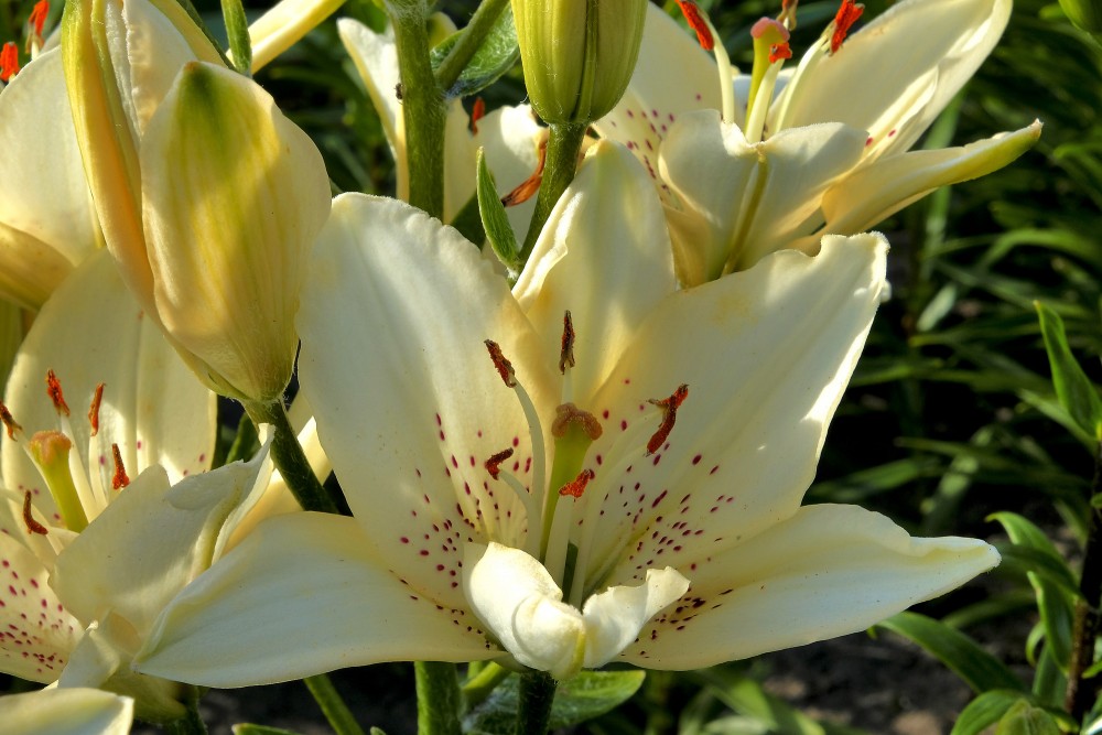 Lilijas ziedi