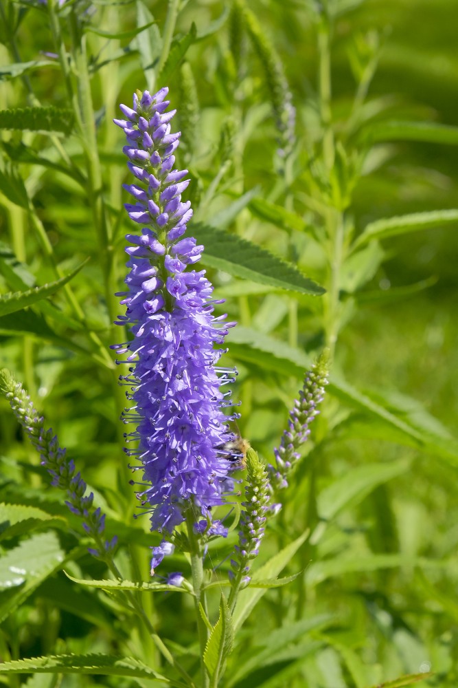 Longleaf speedwell