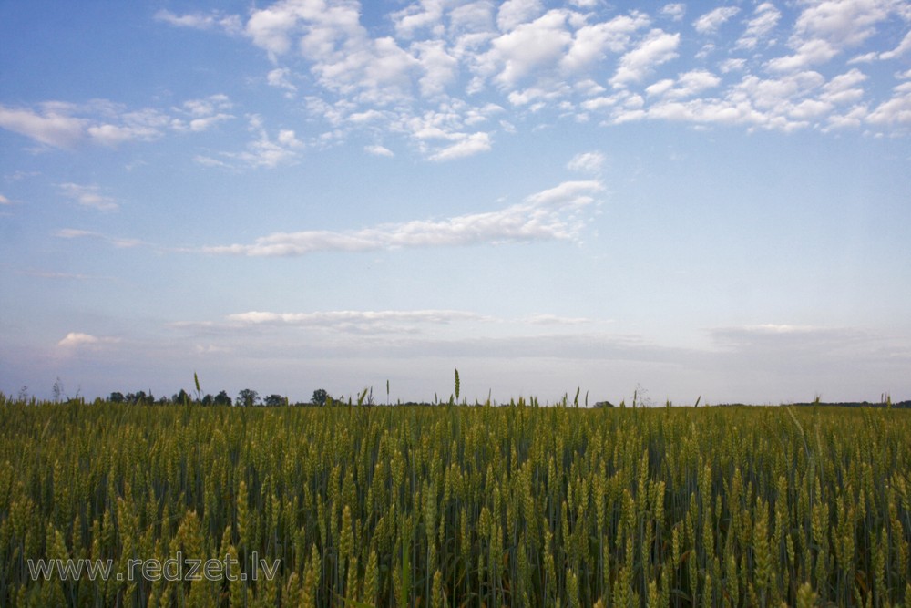 Kvieši (Triticum)