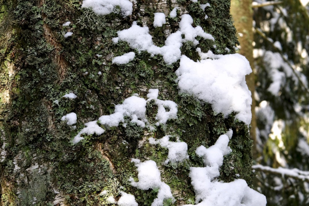 Birch Trunk in Winter, Lichens