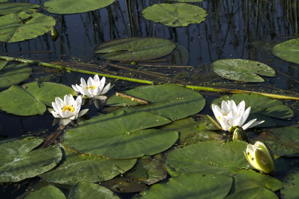 Water lily