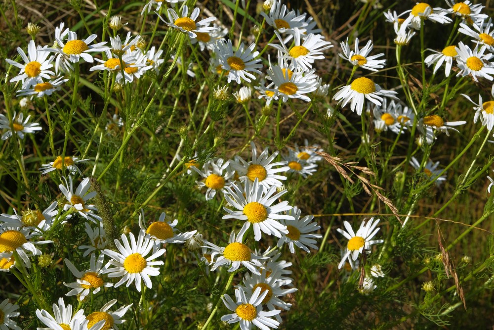 Scentless False Mayweed