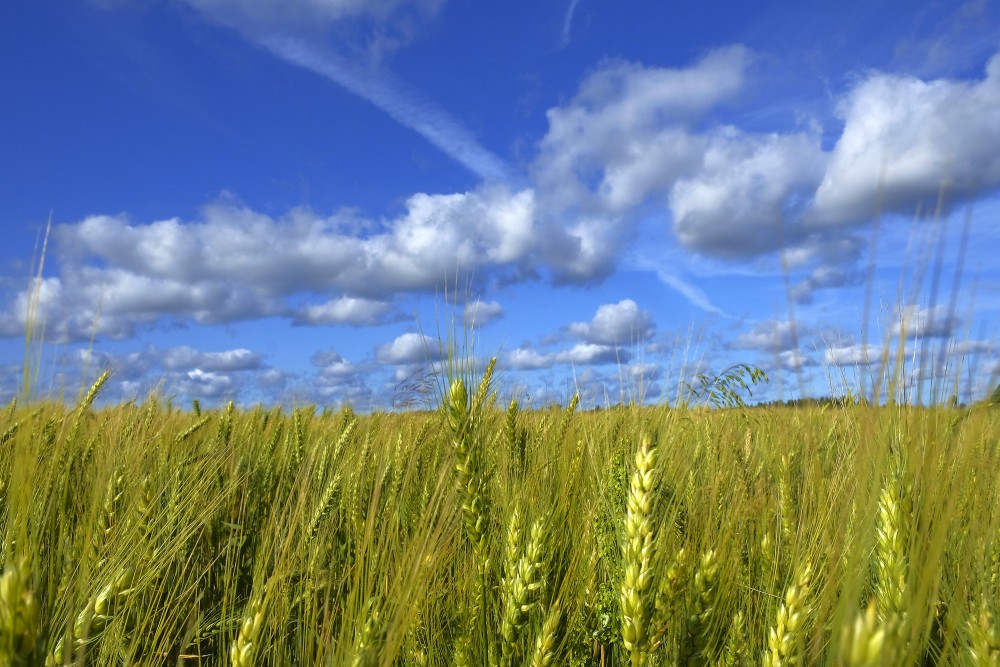Barley Field And Cumulus Cloud