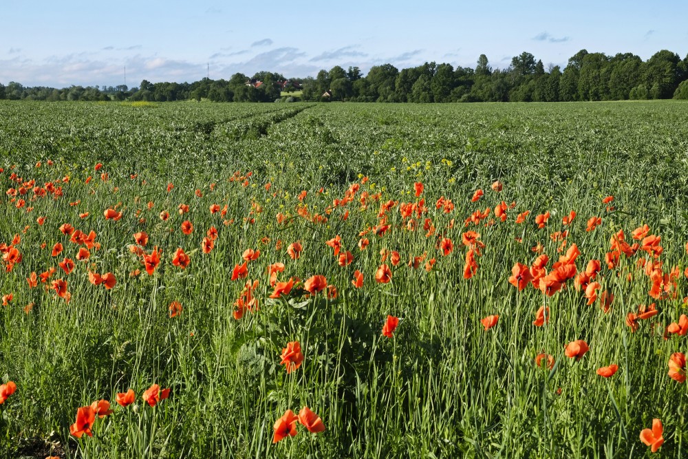 Long-headed poppy