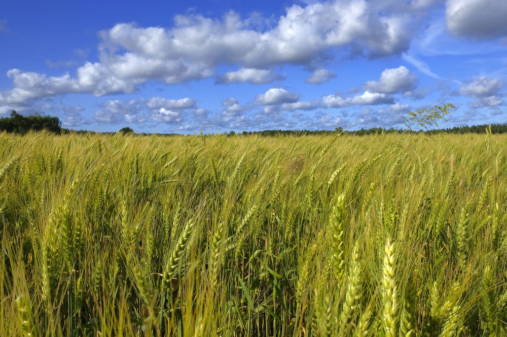 Barley Field And Cumulus Cloud