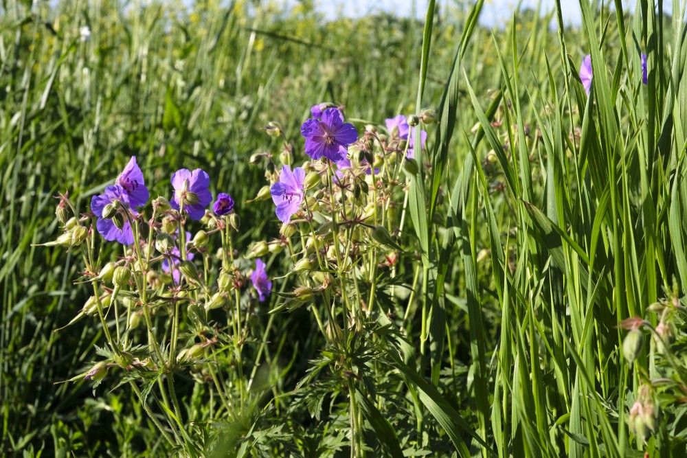 Meadow Crane's-bill