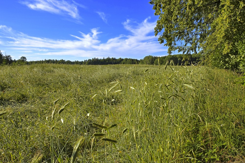 Veldrē sakrituši rudzi