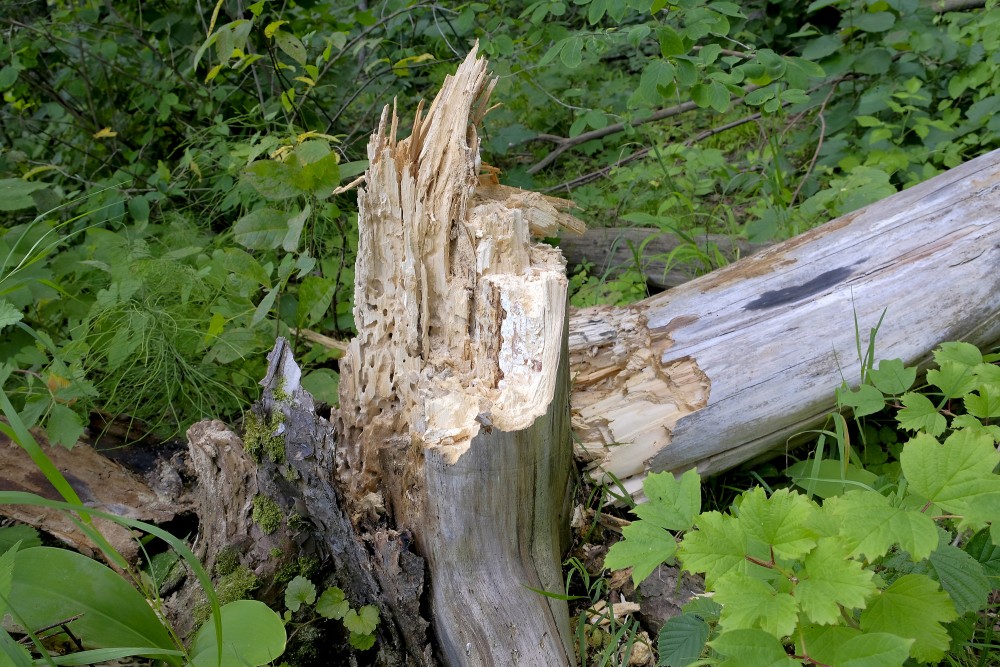 Rotten Tree Stump