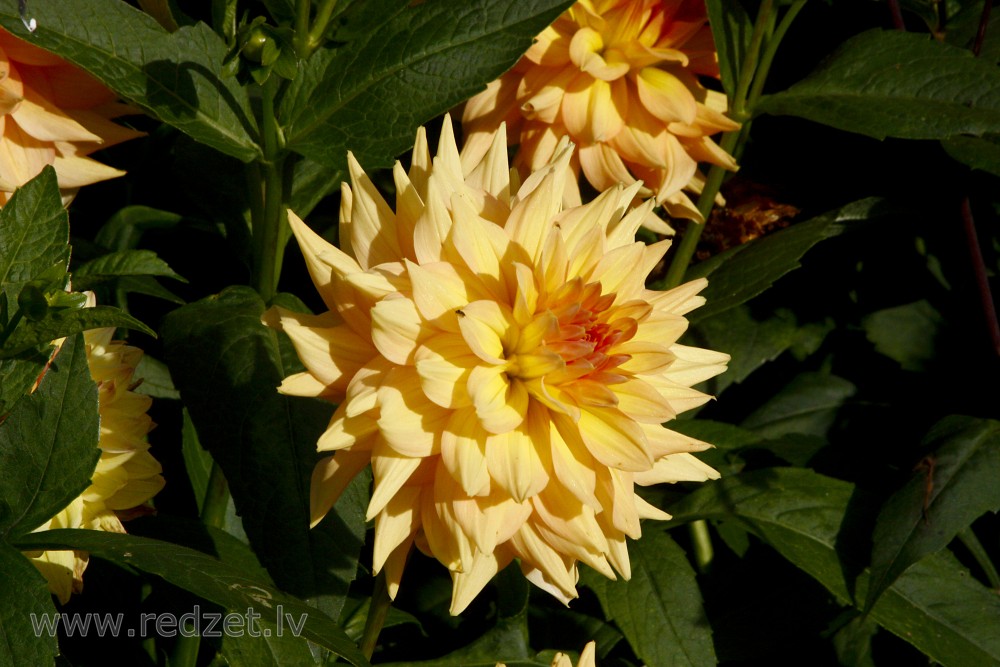 Yellow Dahlia flowers