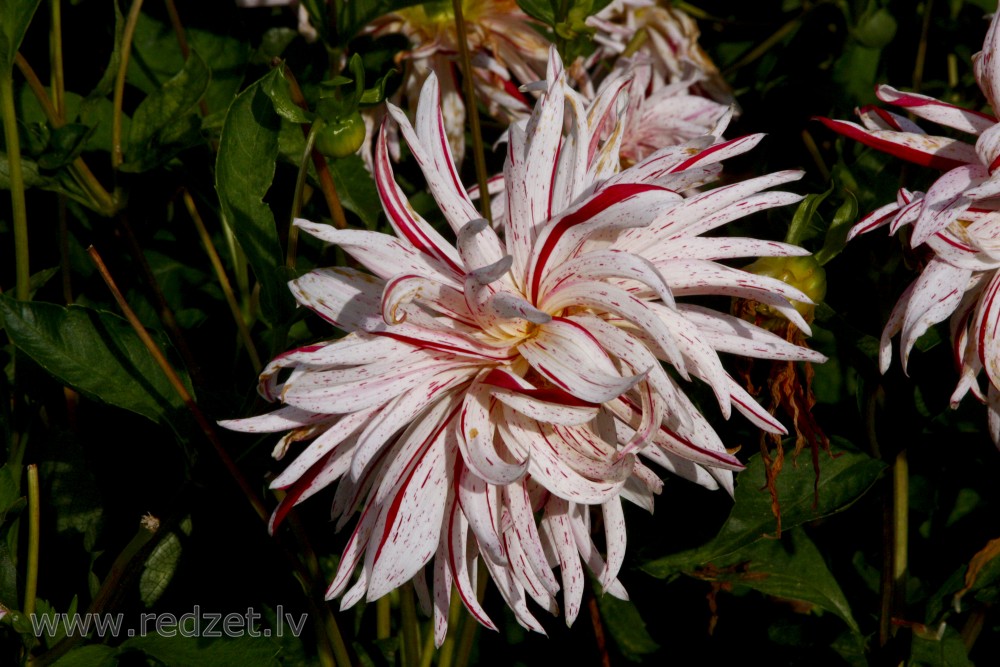 Dahlia flower