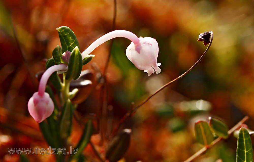 Polijlapu andromēda (daudzlapu andromēda)