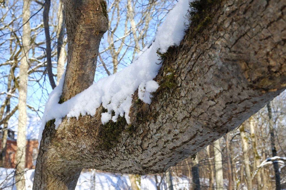 Snow Covered Tree Branch