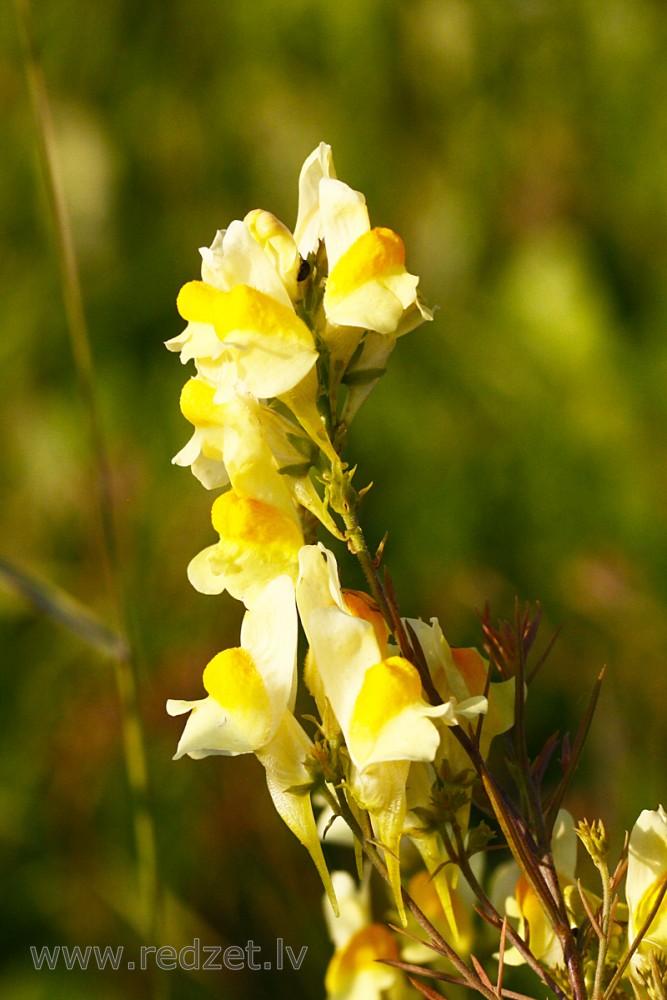 Common toadflax